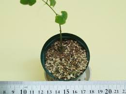 Image result for Cyclantheropsis parviflora