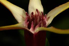 Image result for Strophanthus amboensis