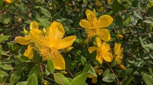 Image result for Hypericum humbertii