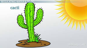 Homeostasis In Plants Video Lesson Transcript Study Com