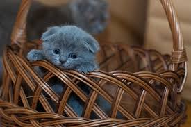Why A Mother Cat May Abandon Her Kittens Petcarerx