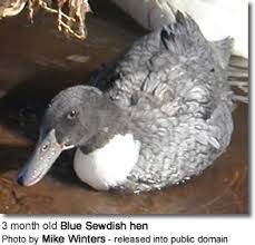 Get dinner on the table with food network's best recipes, videos, cooking tips and meal ideas from top chefs, shows and experts. Blue Swedish Ducks Anas Platyrhynchos Domesticus Beauty Of Birds