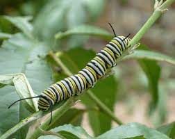 Check spelling or type a new query. Caterpillar Quiz How To Tell The Difference Between Monarchs And Eastern Swallowtails Texas Butterfly Ranch