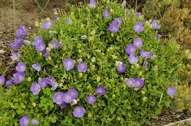 Image result for Carvalhoa campanulata