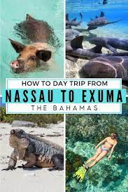 Day Trips From Nassau To Exuma 9 Things To Expect On A Pig Beach Excursion In 2020 Bahamas Travel Guide Pig Beach Bahamas Travel