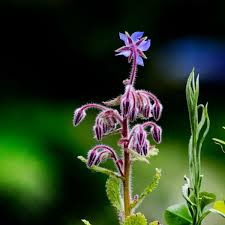 Jun 24, 2021 · many edibles, including both vegetables and herbs that yield multiple harvests, can be planted in midsummer for a fruitful bounty come fall. 9 Flowers You Should Plant In Your Vegetable Garden
