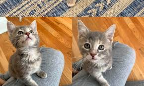 The cat you adopt will be familiar with the sounds, smells and movements of life in a home and accustomed to living with humans. Want To Adopt A Pet Here Are 4 Fluffy Felines To Adopt Now In Chicago Cbs Chicago