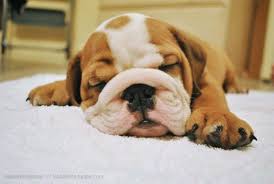 Sleeping Baby Bulldog Baby Bulldog Baby Animals Bully Dog