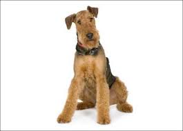 Vaccination flead and wormed leaves with 4 weeks free insurance puppies. Airedale Terrier Puppies For Sale Pets Lovers