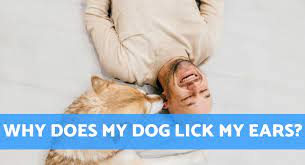 Why Does My Dog Lick My Ears The Real Reason Behind This Habit