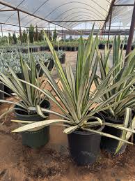 Image result for Agave sisalana