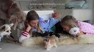 In a small beautiful city, families of cats and dogs live in cozy houses. Baby Bunny Rabbits Kittens Puppies And A Parrot Too Cute Youtube