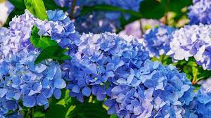 We did not find results for: 5 Fakta Unik Hydrangea Flower Bunga Yang Warnanya Bisa Diatur Sendiri Hot Liputan6 Com