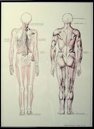 Image result for Functional Leg Length Discrepancy