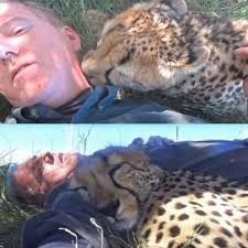 Cheetah naps with wildlife photographer in Africa