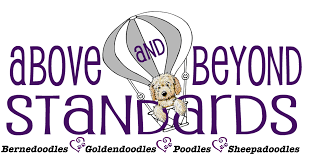 Tails have been docked and dewclaws removed, all shots up to d… sheepadoodle puppies available now! Above And Beyond Standards Premier Puppies In Nc Bernedoodle Goldendoodle Akc Poodle Sheepadoodle Puppies In Nc