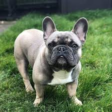 Tell us what features and improvements you would like to see on pets4homes. French Bulldog Puppies Leeds Uk Facebook