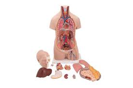 This latter type of pain is called referred. 491 Rib Cage Lungs Stock Photos And Images 123rf