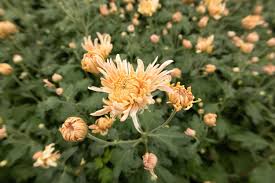 Peach — Heirloom Chrysanthemums