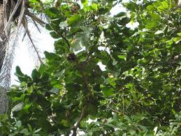 Image result for Anthocleista