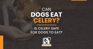 A food that nourishes one pup may make another ill. Can Dogs Eat Celery Is Celery Safe For Dogs To Eat