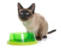 They will be i will send recent pictures and videos when you contact me. Siamese Cats Breed Complete Description Pictures Videos