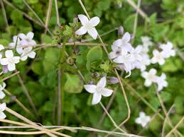 Image result for Oldenlandia rupicola