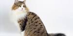 Forest*Star Siberians LLC - Hypo-Allergenic Siberian Cats ...