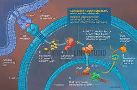 Image result for Cyclocotyla