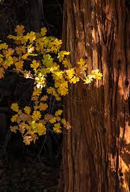 Maybe you would like to learn more about one of these? Sequoia National Forest Tulare County Treasures
