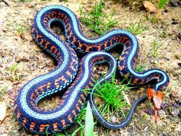 Awesome Colorful Garter Snake Reptile Snakes Snake Animals Beautiful