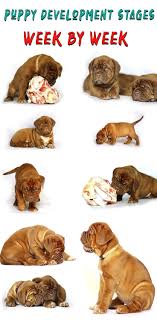 Dogue De Bordeaux Puppy Growth Chart 2019