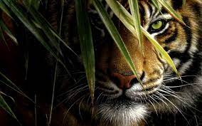 Animal Wallpaper Beautiful Tiger Wallpapers Desktop Free Download Tiger Pictures Pet Tiger Tiger Wallpaper