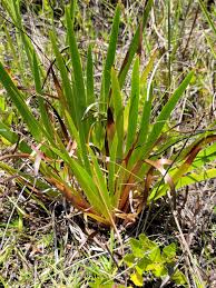 Image result for Xyridaceae