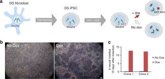 Trisomy Silencing By Xist Normalizes Down Syndrome Cell Pathogenesis Demonstrated For Hematopoietic Defects In Vitro Nature Communications
