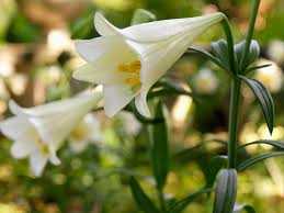 Check spelling or type a new query. How To Grow And Care For Easter Lilies Hgtv