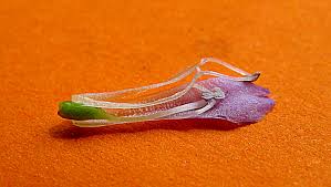 Image result for Torenia thouarsii