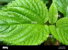 Image result for Scepocarpus trinervis