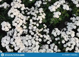 Raccolte di scucusu • ultimo aggiornamento: Piccoli Fiori Bianchi Di Pianta Verde Su Fondo Di Fondo Immagine Stock Immagine Di Luminoso Paesaggio 173236097