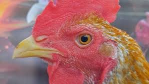 Inilah sejarah ayam pama ninja yang diberi julukan nama king of pamaayam ini sudah banyak menurunkan beberapa trah dan menghasilakan jenis keturunan yang. Perbedaan Ayam Pama Archives Duniabinatang