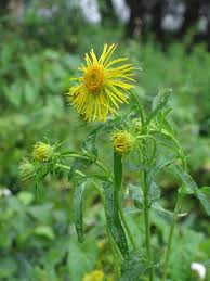 Image result for Pentanema