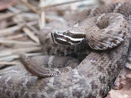 This action is ested parties were invited to submit factual reports or information which might contribute to the formulation of restate the reasons for listing as the basis for their support and comments. Ridge Nosed Rattlesnake Crotalus Willardi Meek 1905 1906 Fotos Facebook