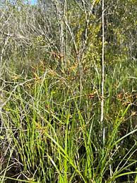 Image result for Rhynchospora eximia