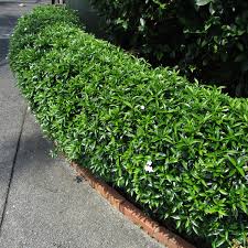 Image result for Tabernaemontana inconspicua