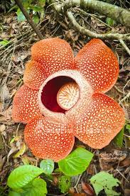 Rafflesia Arnoldii In Bengkulu The Land Of Rafflesia Diameter 80 Cm