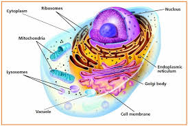 Pembelahan sel adalah proses ketika sel membelah diri menjadi dua atau lebih, terdiri dari dua… pembelahan sel adalah suatu hal yang dipelajari dalam biologi, berikut ini akan disajikan 10 soal… Biologi Gonzaga Soal Essay Biologi Cellulair