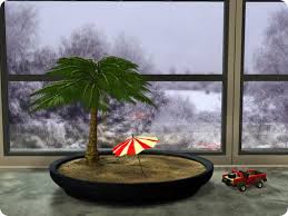 Inilah 10 Tahap Mudah Cara Membuat Bonsai Kelapa Mini