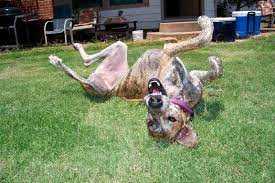 Maybe you would like to learn more about one of these? Can Dogs Have Adhd Symptoms Signs Of Adhd In Dogs