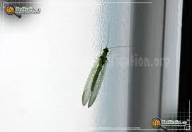 We did not find results for: Green Lacewing Chrysopa Spp