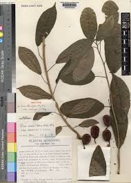 Image result for Ficus ottoniifolia